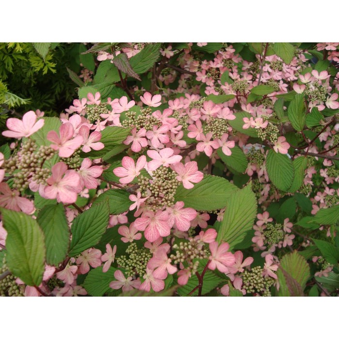 

Саженец Калина складчатая "Pink Beauty", Горшок P9, Лето 2024