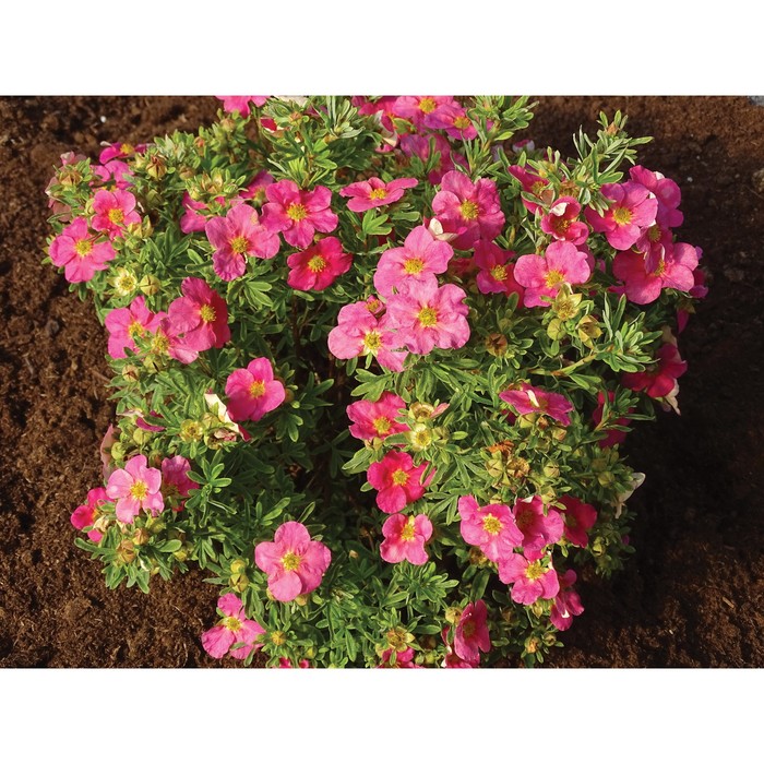 

Саженец Лапчатка кустарниковая "Bella Rosa", Горшок P9, Лето 2024