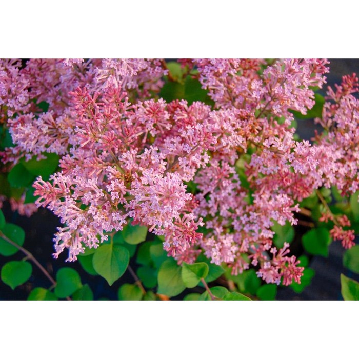 

Саженец Сирень "Pink Perfume", Горшок P9, Лето 2024