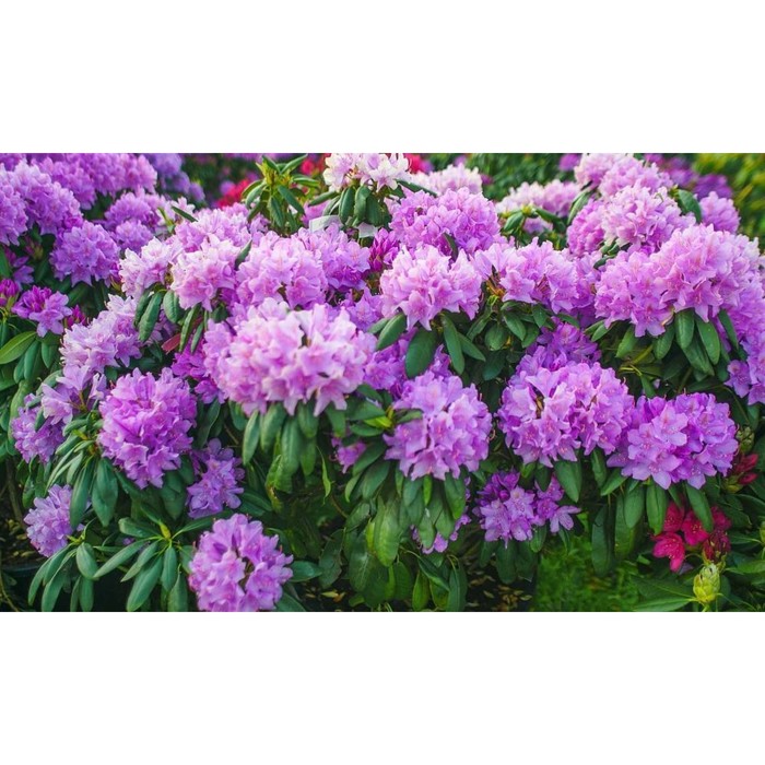 

Саженец Азалия/Рододендрон катевбинский "Grandiflorum", Горшок P13, Лето 2024