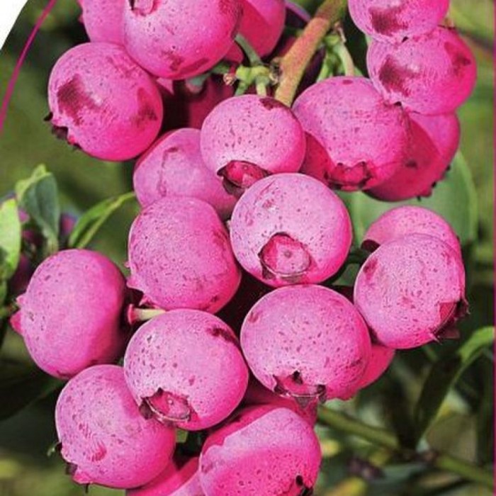Саженец Голубика садовая Pink Blueberry, Горшок P9, Лето 2024