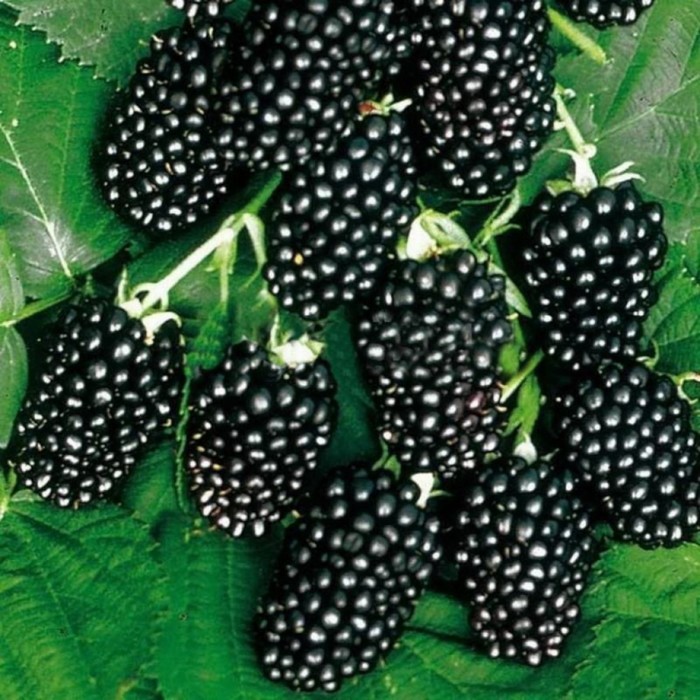 Саженец Ежевика кустистая Thornfree, Горшок P9, Лето 2024 ежевика thornfree blackberry