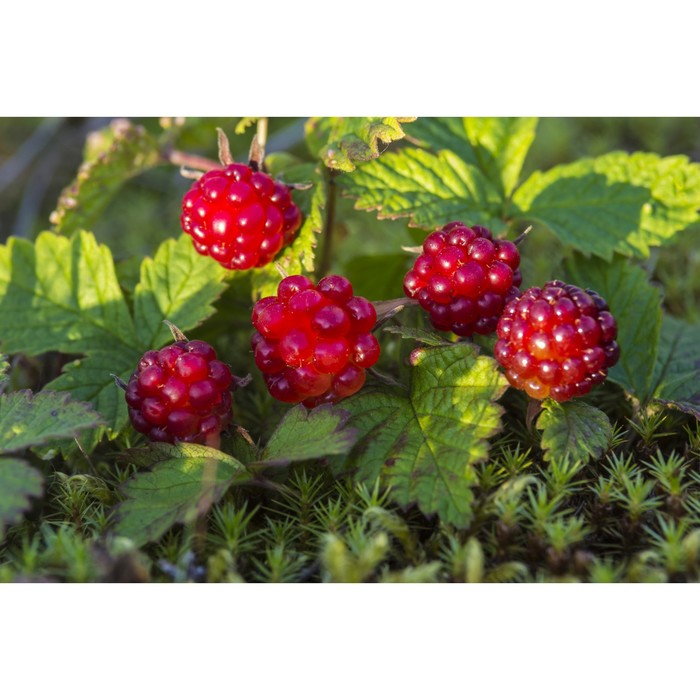 

Саженец Княженика/ Поляника обыкновенная "Anna", Горшок P9, Лето 2024