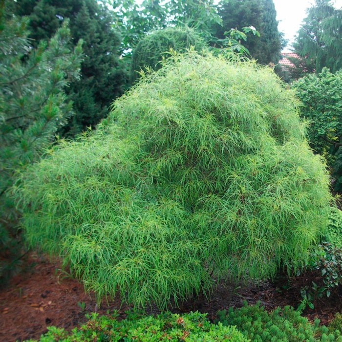 Саженец Крушина ольховидная Aspleniifolia, Горшок P9, Лето 2024