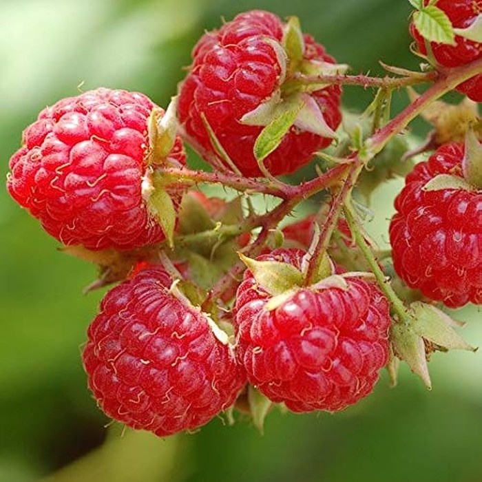 

Саженец Малина обыкновенная "BonBonBerry Yummy", Горшок P12, Лето 2024