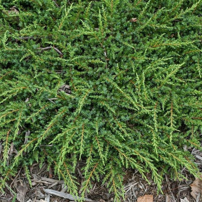 Саженец Можжевельник обыкновенный Green Carpet, Горшок P9, Лето 2024
