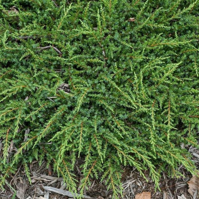 

Саженец Можжевельник обыкновенный "Green Carpet", Горшок P9, Лето 2024