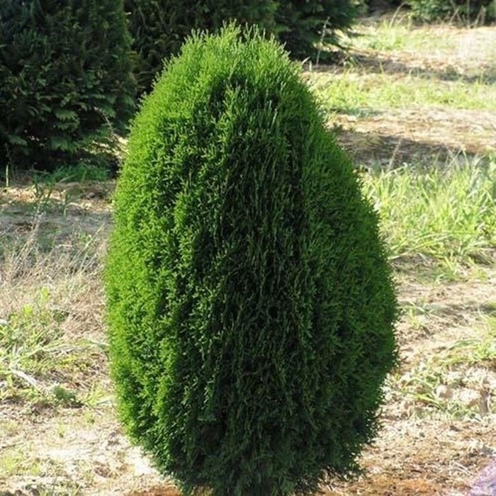 

Саженец Туя западная "Green Egg", Горшок Р9, Лето 2024