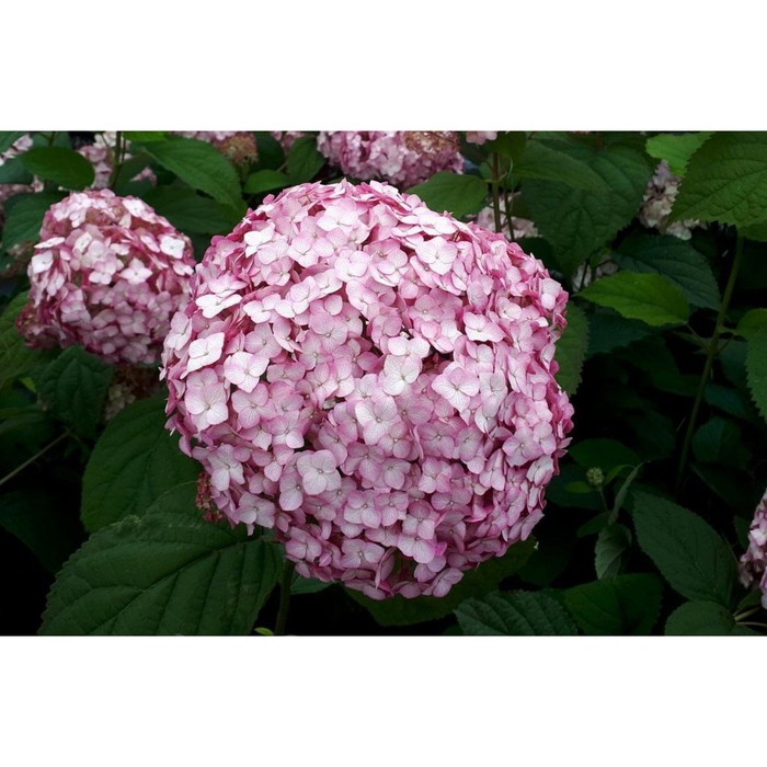 

Саженец Гортензия "arb. Bounty", ОКС, 1-2 ветки, Лето 2024