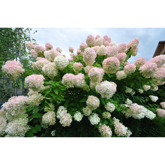 

Саженец Гортензия "pan. Bee Green (=BG)", ОКС, 2-3 ветки, Лето 2024