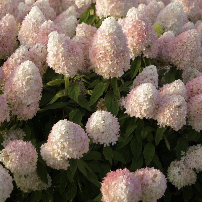 

Саженец Гортензия "pan. Magical Sweet Summer", ОКС, 2-3 ветки, Лето 2024