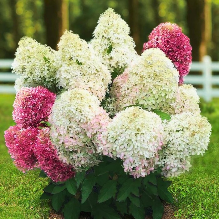 

Саженец Гортензия "pan. Royal Flower", ОКС, PA 100, Лето 2024