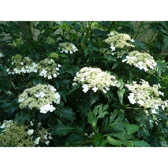 

Саженец Гортензия "arb. Emerald Lace", Горшок P9, Лето 2024