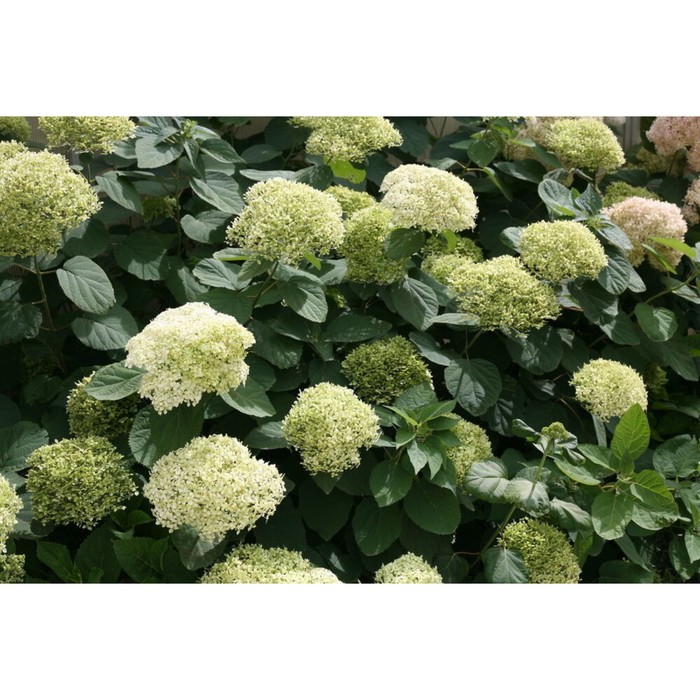 

Саженец Гортензия "arb. Lime Rickey", Горшок P9, Лето 2024