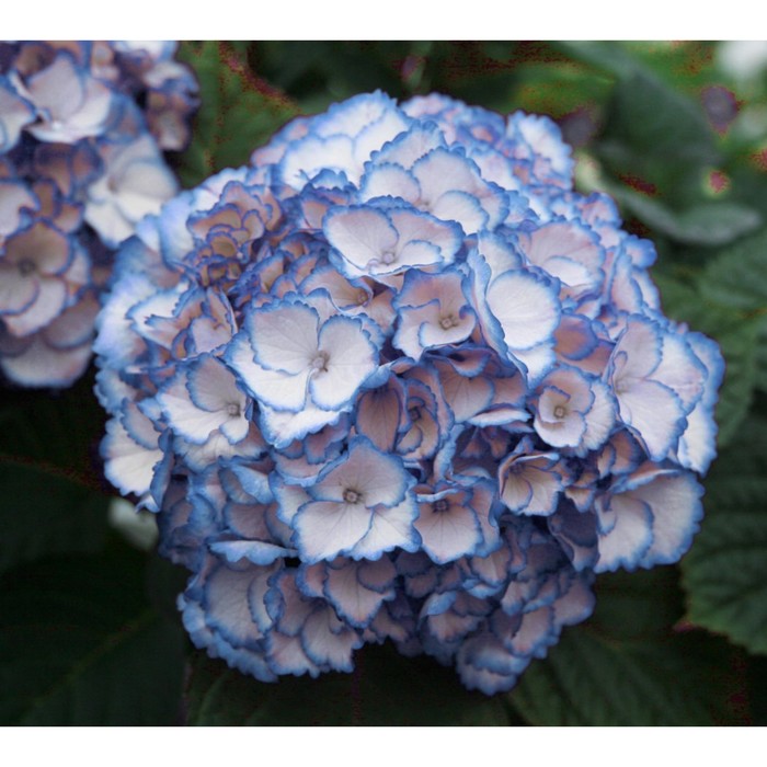 

Саженец Гортензия "macr. Fabolo Blue", Горшок P10,5, Лето 2024