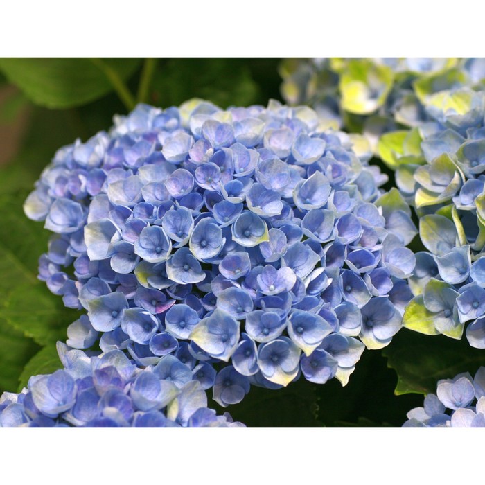 

Саженец Гортензия "macr. Sarene Blue ", Горшок P10,5, Лето 2024