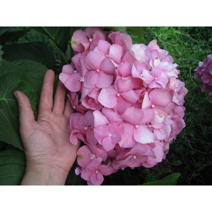 

Саженец Гортензия "macr. Tiffany Pink", Горшок P12, Лето 2024