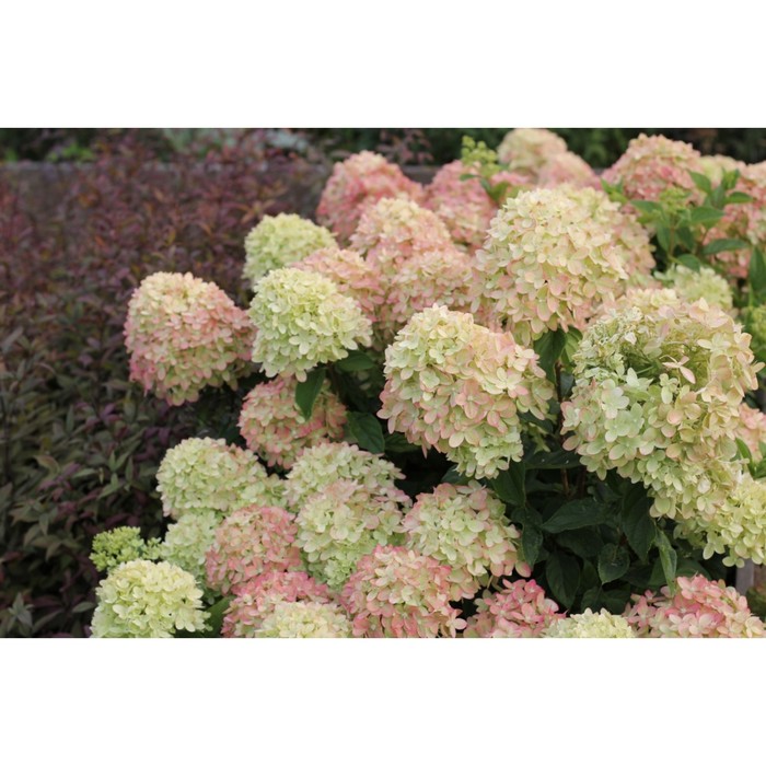 

Саженец Гортензия "pan. Little Lime", Горшок P9, Лето 2024