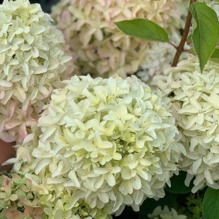 

Саженец Гортензия "pan. Magical Lime Sparkle", Горшок P12, Лето 2024