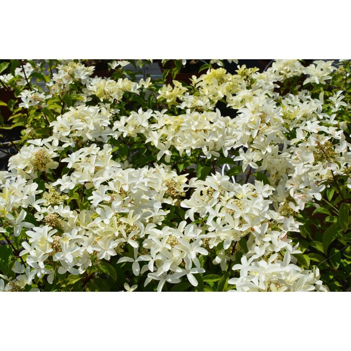 

Саженец Гортензия "pan. Star Rose", Горшок P8, Лето 2024