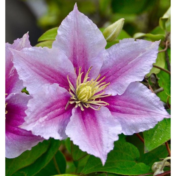 

Саженец Клематис "Pink Beauty", ОКС, А, Лето 2024
