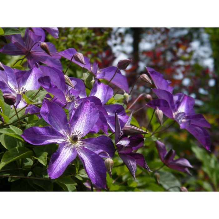 

Саженец Клематис "Venosa Violacea", ОКС, А, Лето 2024