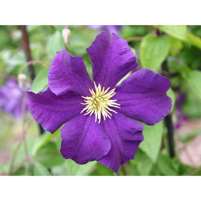 

Саженец Клематис "Viola", ОКС, А, Лето 2024