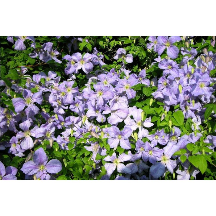 

Саженец Клематис "Blekitny Aniol=Blue Angel", Горшок P7, Лето 2024