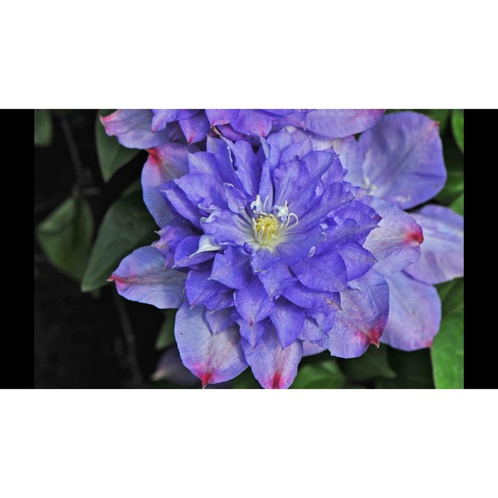 

Саженец Клематис "Blue Belle", Горшок P7, Лето 2024