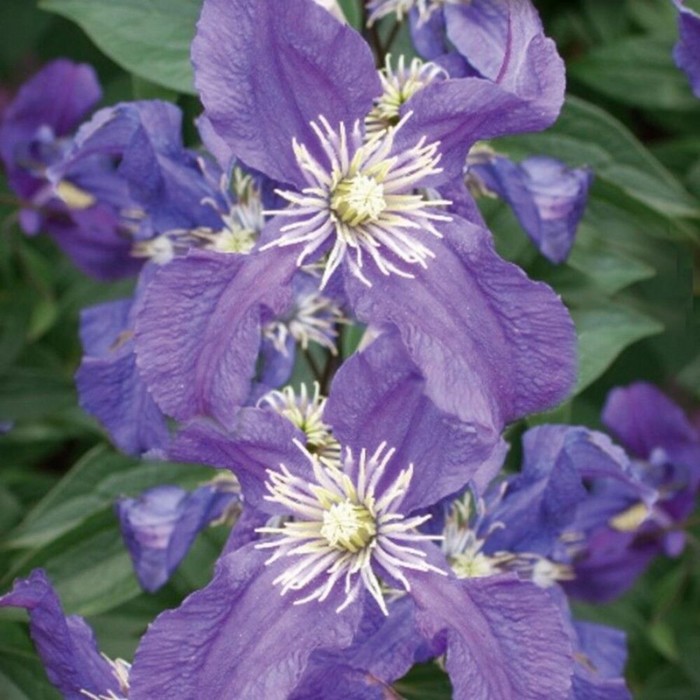 

Саженец Клематис "Blue Pirouette=Zobluepi", Горшок P7, Лето 2024