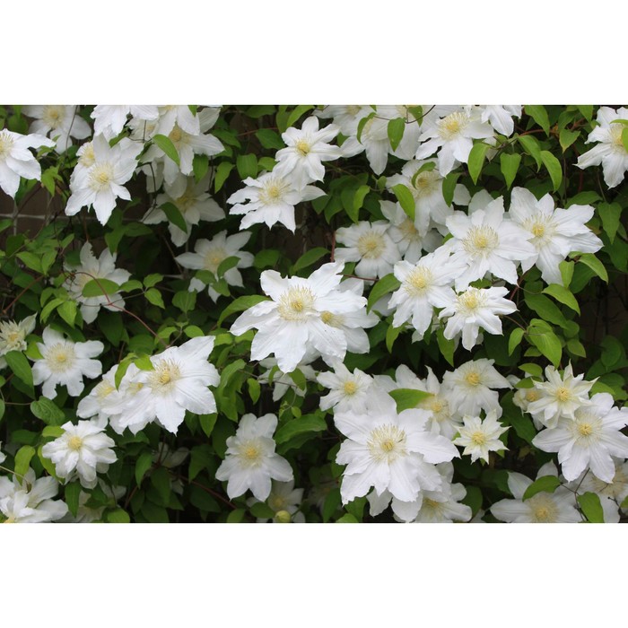 

Саженец Клематис "Dancing Dorien=Zodado", Горшок P7, Лето 2024