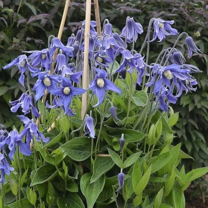 

Саженец Клематис "Integrifolia", Горшок P7, Лето 2024