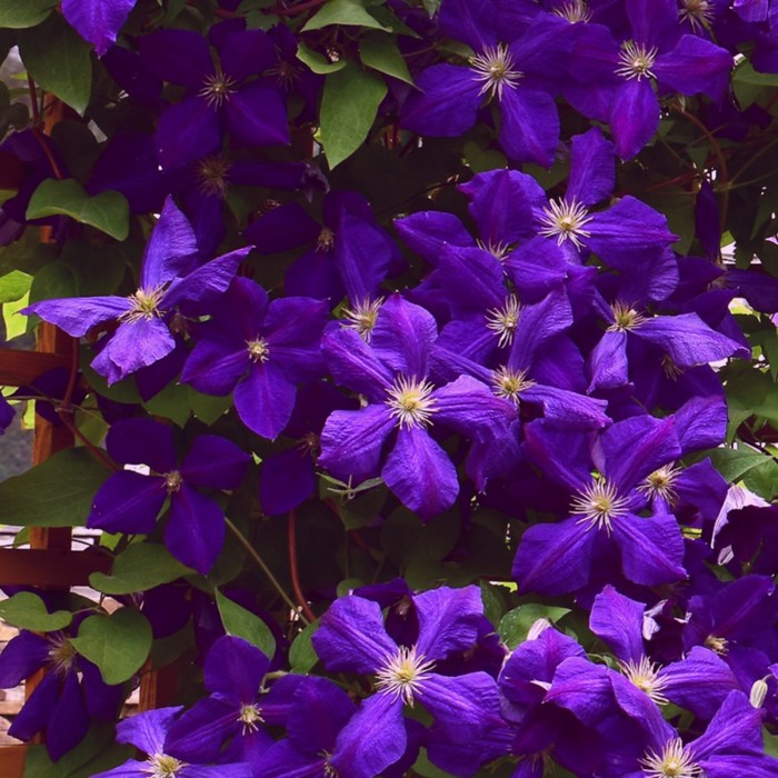 

Саженец Клематис "Jackmanii Purpurea=Zojapur", Горшок P7, Лето 2024