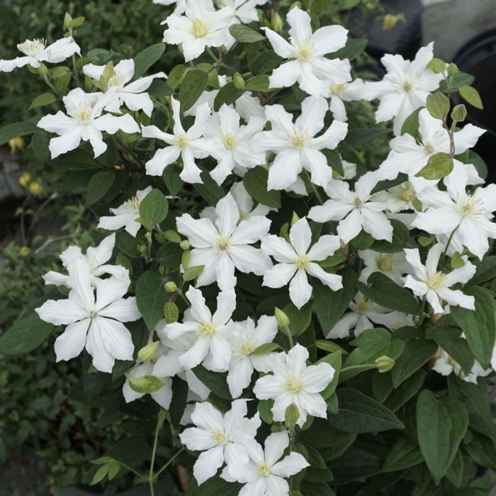 

Саженец Клематис "White Arabella=Zo14089", Горшок P7, Лето 2024
