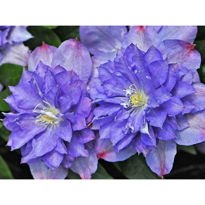 

Саженец Клематис "Blue Explosion", Горшок P9, Лето 2024