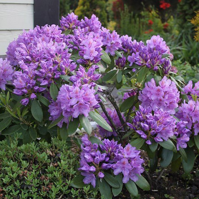 Саженец Рододендрон гибридный Purpureum Grandiflorum, Горшок C1, Лето 2024 саженец азалия рододендрон катевбинский grandiflorum горшок p13 лето 2024