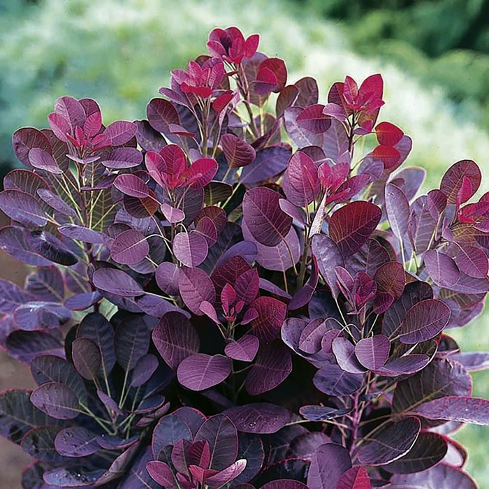 

Саженец Скумпия кожевенная "Royal Purple", ОКС, Лето 2024