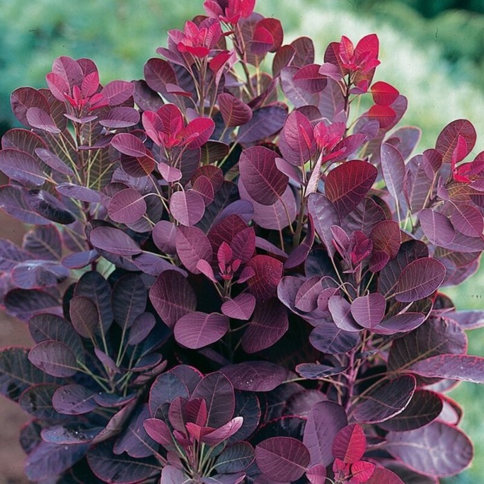 

Саженец Скумпия обыкновенная "Royal Purple", ОКС, Лето 2024