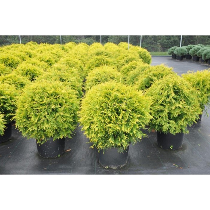 

Саженец Туя западная "Golden Globe (syn. Globosa Aurea)", Горшок C2, Лето 2024