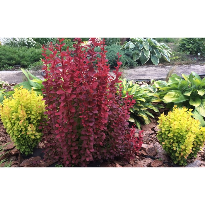 

Саженец Барбарис тунберга "Rose Glow", Горшок C2, Лето 2024