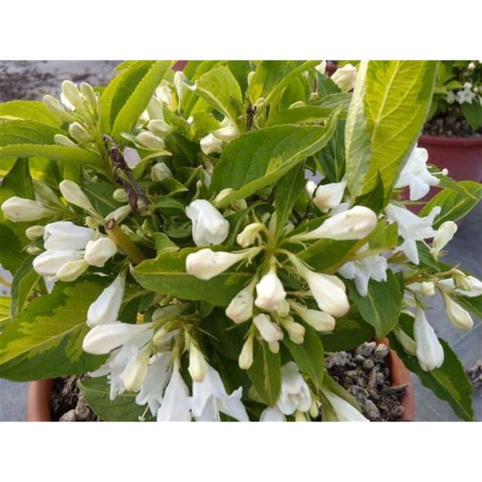 

Саженец Вейгела цветущая "Milk and Honey", Горшок C2, Лето 2024