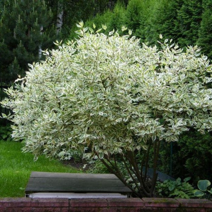 Саженец Дерен белый Elegantissima, Горшок C2, Лето 2024