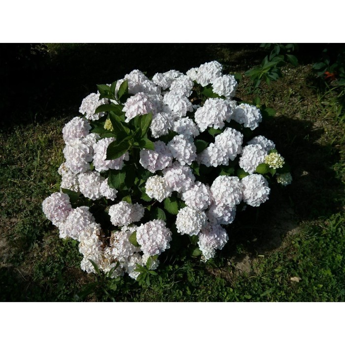 

Саженец Гортензия крупнолистная "Doppio Bianco (syn. Dancing Snow)", Горшок P14, Лето 2024 1052267