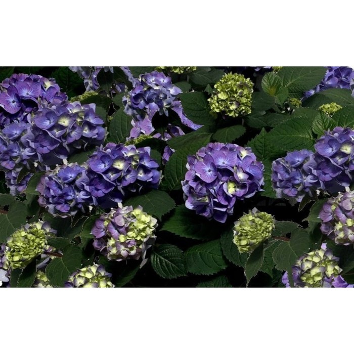 

Саженец Гортензия крупнолистная "Endless Summer® Bloomstar Pink", Горшок C2, Лето 2024