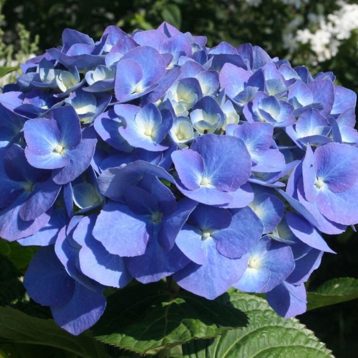 

Саженец Гортензия крупнолистная "Forever & Ever® Blue", Горшок C2, Лето 2024