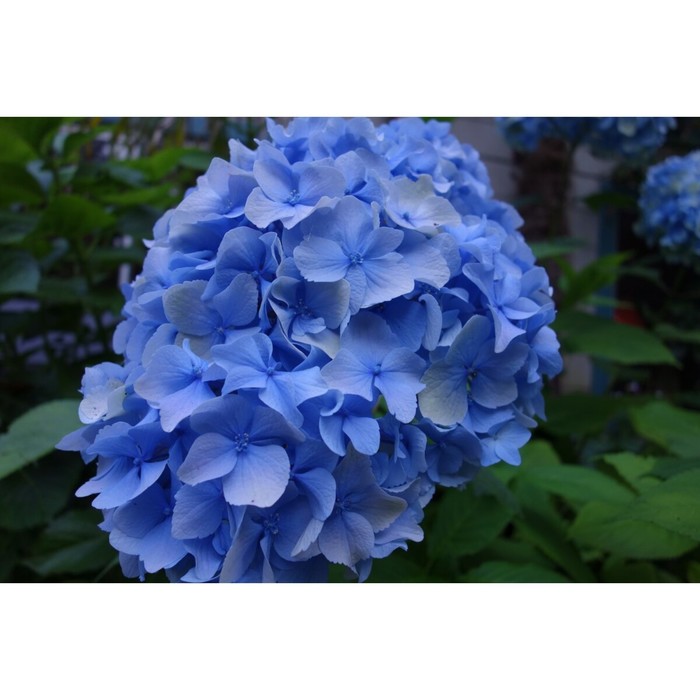 

Саженец Гортензия крупнолистная "Music Collection® Blue Ballad", Горшок C2, Лето 2024