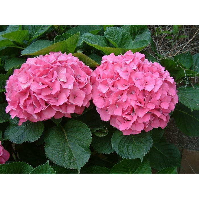 

Саженец Гортензия крупнолистная "Music Collection® Pink Punk", Горшок C2, Лето 2024