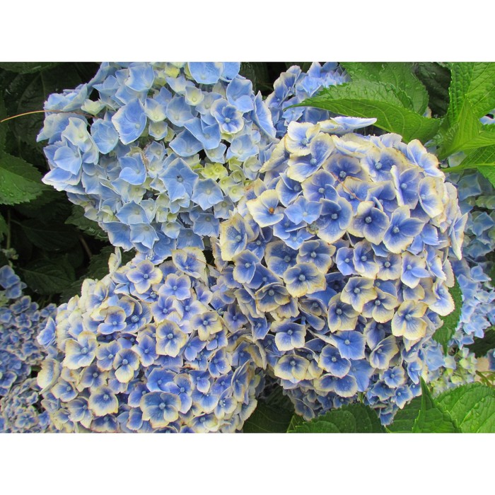 

Саженец Гортензия крупнолистная "Royalty Collection® Angel Wings Blue", Горшок C2, Лето 2024 10522