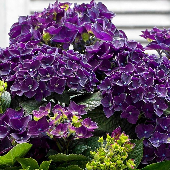 

Саженец Гортензия крупнолистная "Royalty Collection® Rosie Purple", Горшок C2, Лето 2024