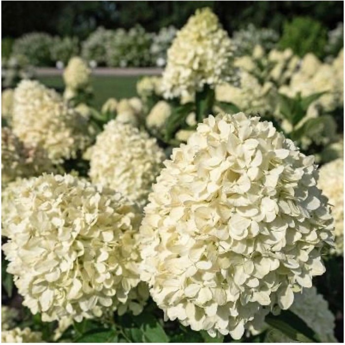 

Саженец Гортензия метельчатая "Cotton Cream", Горшок C1,5, Лето 2024